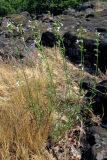 Stachys angustifolia. Цветущее растение. Южный Берег Крыма, гора Аюдаг. 5 июля 2012 г.