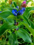 Gentiana cruciata