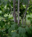 Acer pensylvanicum