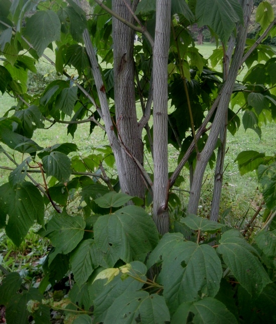 Image of Acer pensylvanicum specimen.