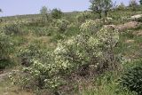 Изображение особи. Автор - Евгений Давкаев