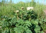 Heracleum dissectum. Зацветающее растение. Якутия (Саха), Мирнинский р-н, окр. пос. Светлый, берег р. Вилюй. 05.07.2009.