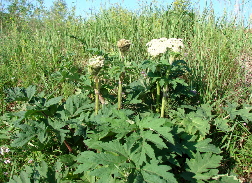 Изображение особи Heracleum dissectum.