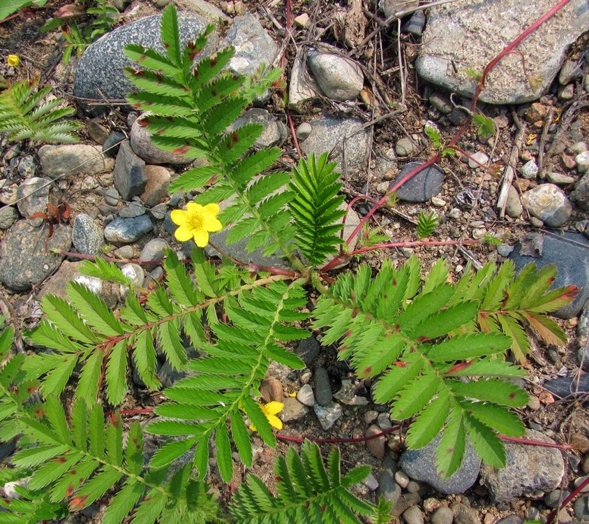 Image of Potentilla anserina specimen.