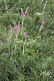 Onobrychis grandis