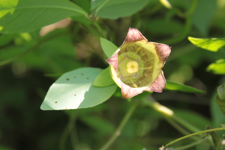 Изображение особи Codonopsis lanceolata.