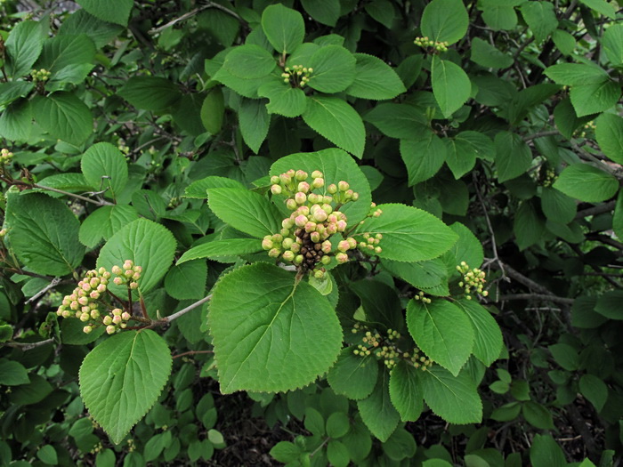 Изображение особи Viburnum burejaeticum.