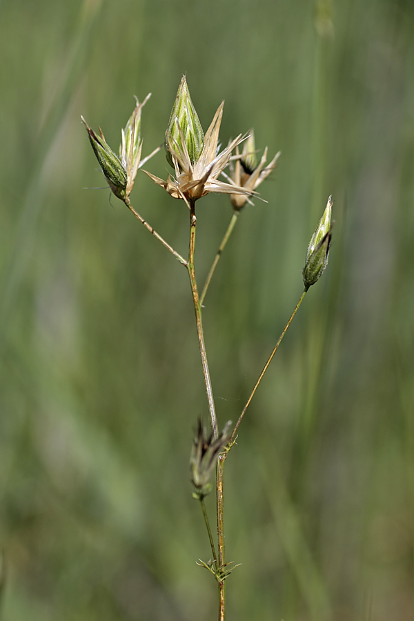 Image of Crupina vulgaris specimen.