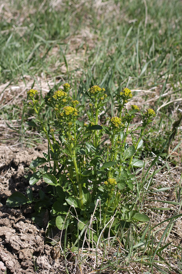 Image of Barbarea arcuata specimen.