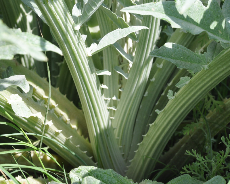 Изображение особи Cynara scolymus.