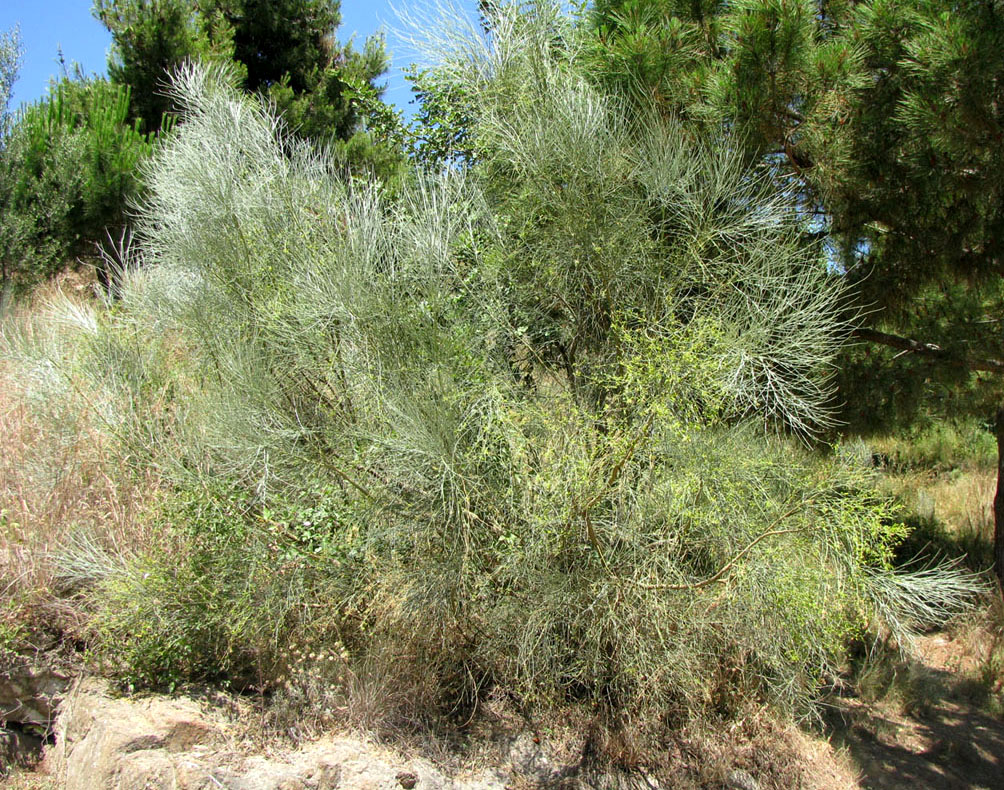 Image of Genista aetnensis specimen.