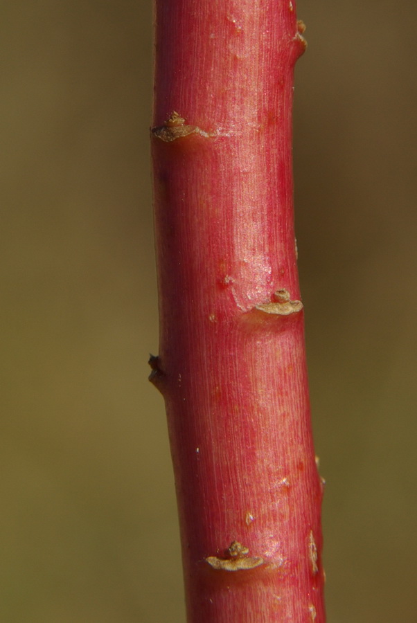 Image of Euphorbia platyphyllos specimen.