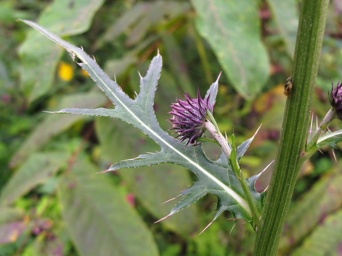 Изображение особи Cirsium pendulum.