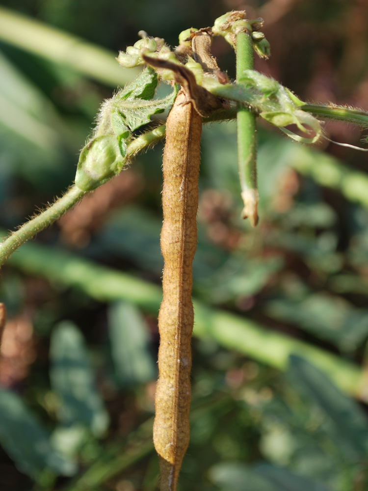 Image of Vigna radiata specimen.