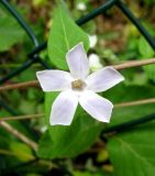 Vinca difformis. Цветок. Испания, Каталония, Жирона, Тосса-де-Мар, верхняя часть города, изгородь между лесом по склону горы и дорожкой. 24.06.2012.