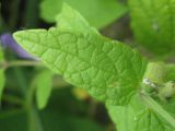 Scutellaria galericulata. Лист. Украина, г. Запорожье, возле Гребного канала. 01.08.2012.