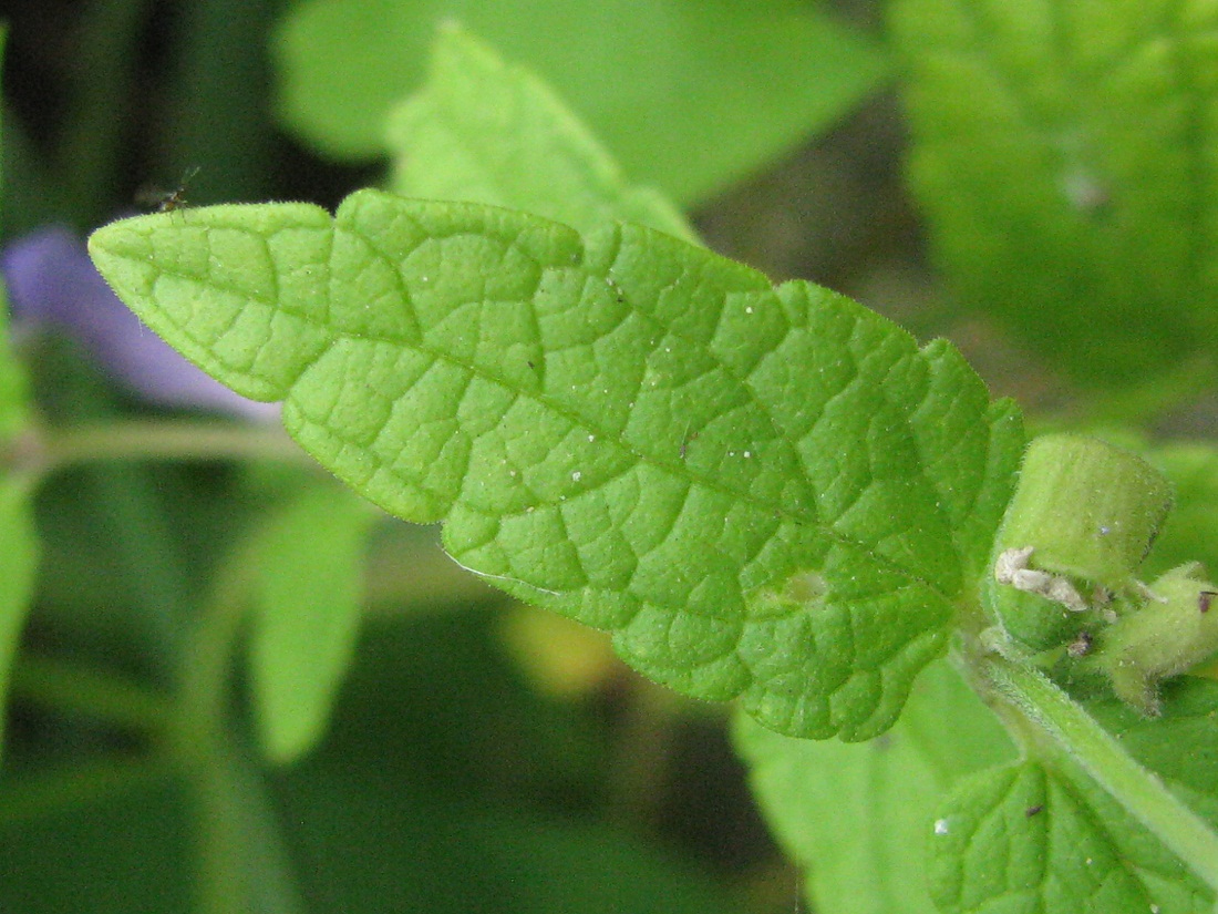 Image of Scutellaria galericulata specimen.