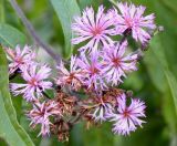 Vernonia arkansana