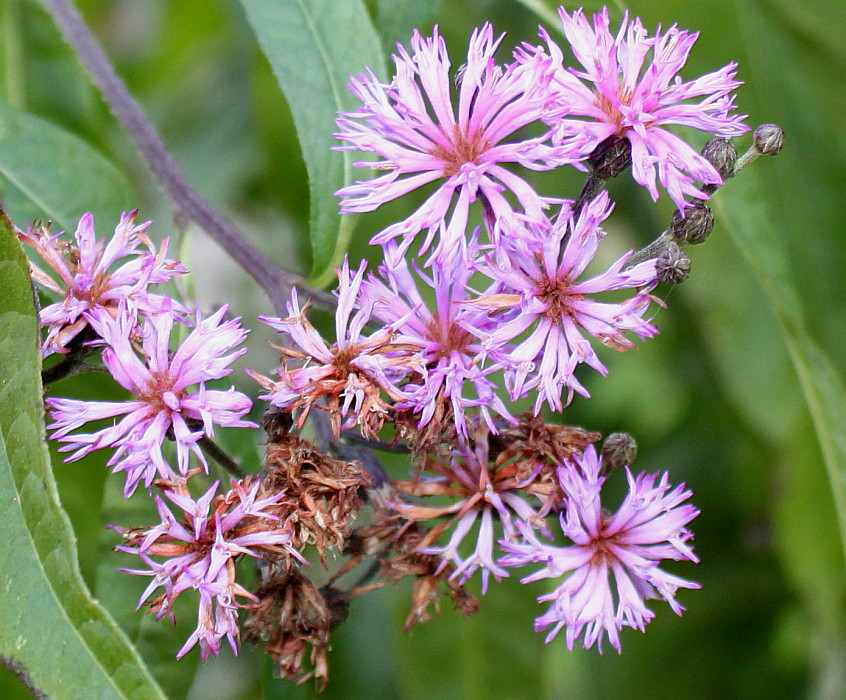 Изображение особи Vernonia arkansana.