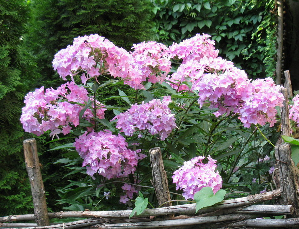 Image of Phlox paniculata specimen.