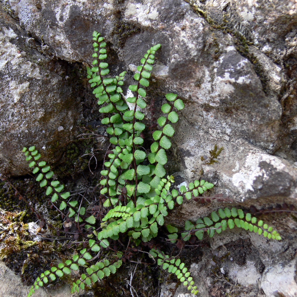 Изображение особи Asplenium trichomanes.