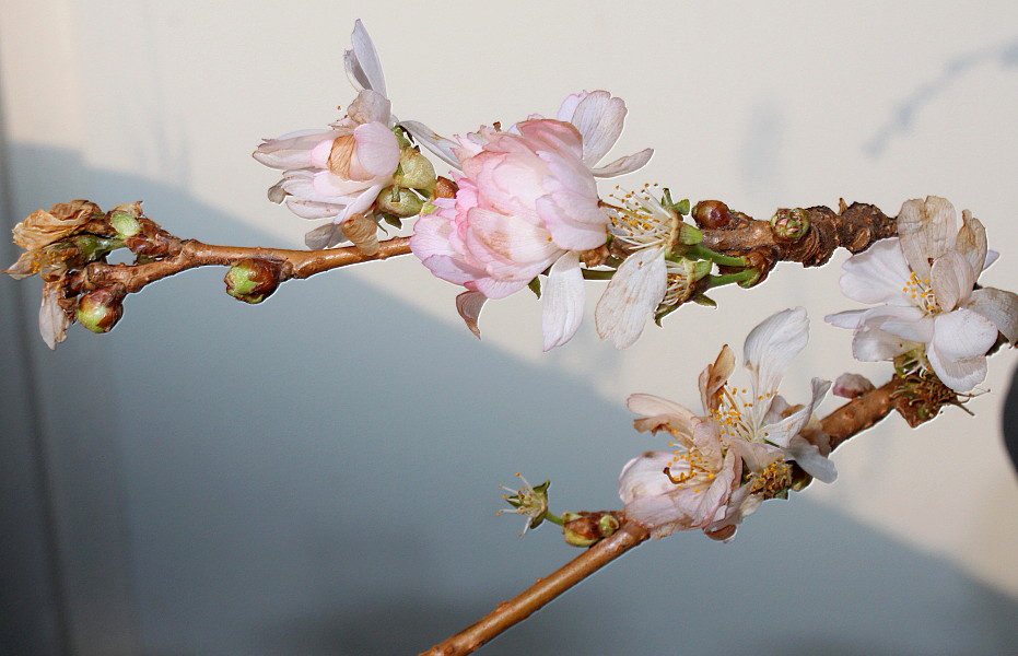 Изображение особи Cerasus sachalinensis.