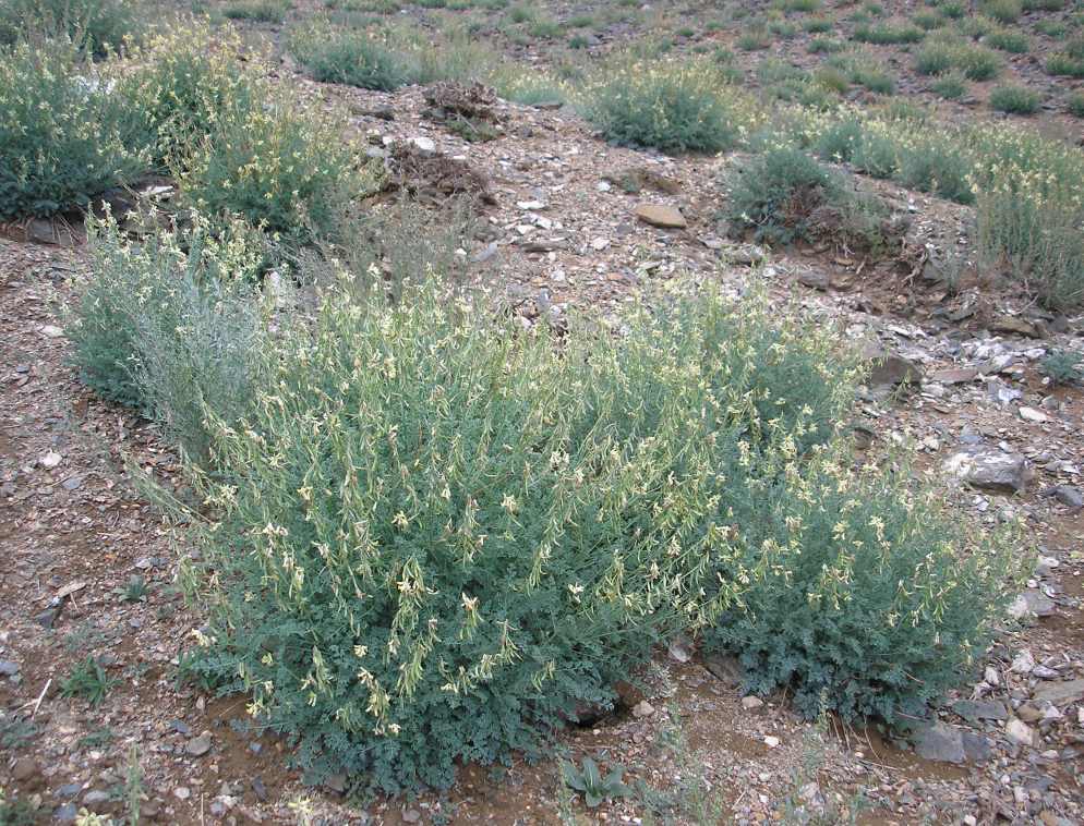 Image of Corydalis stricta specimen.