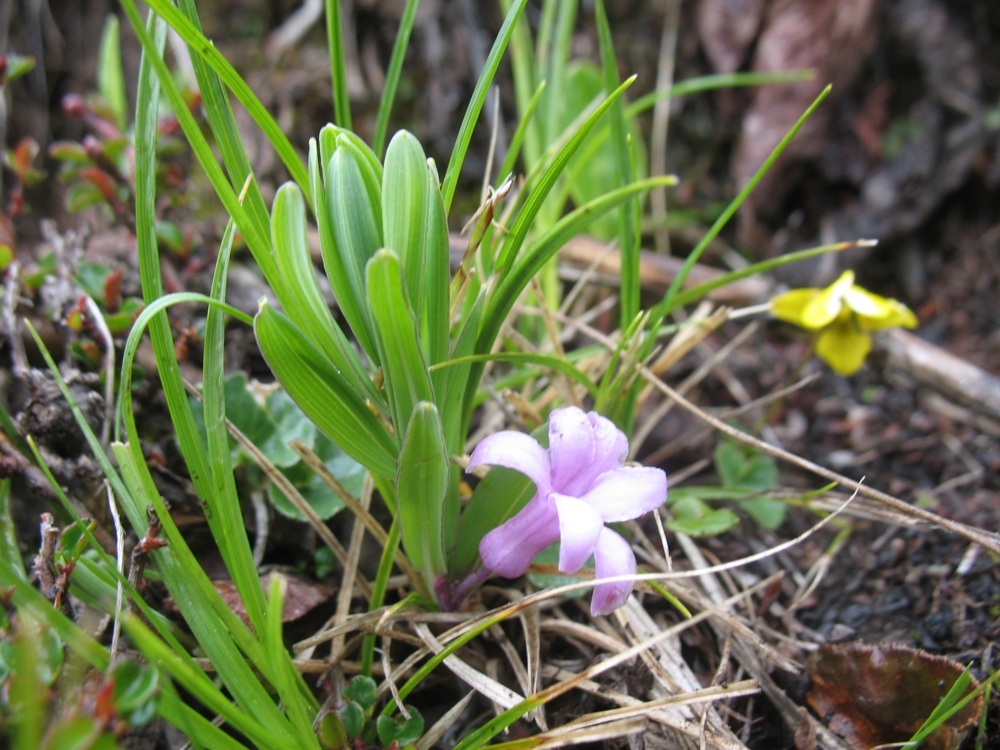 Изображение особи Polygonatum hookeri.