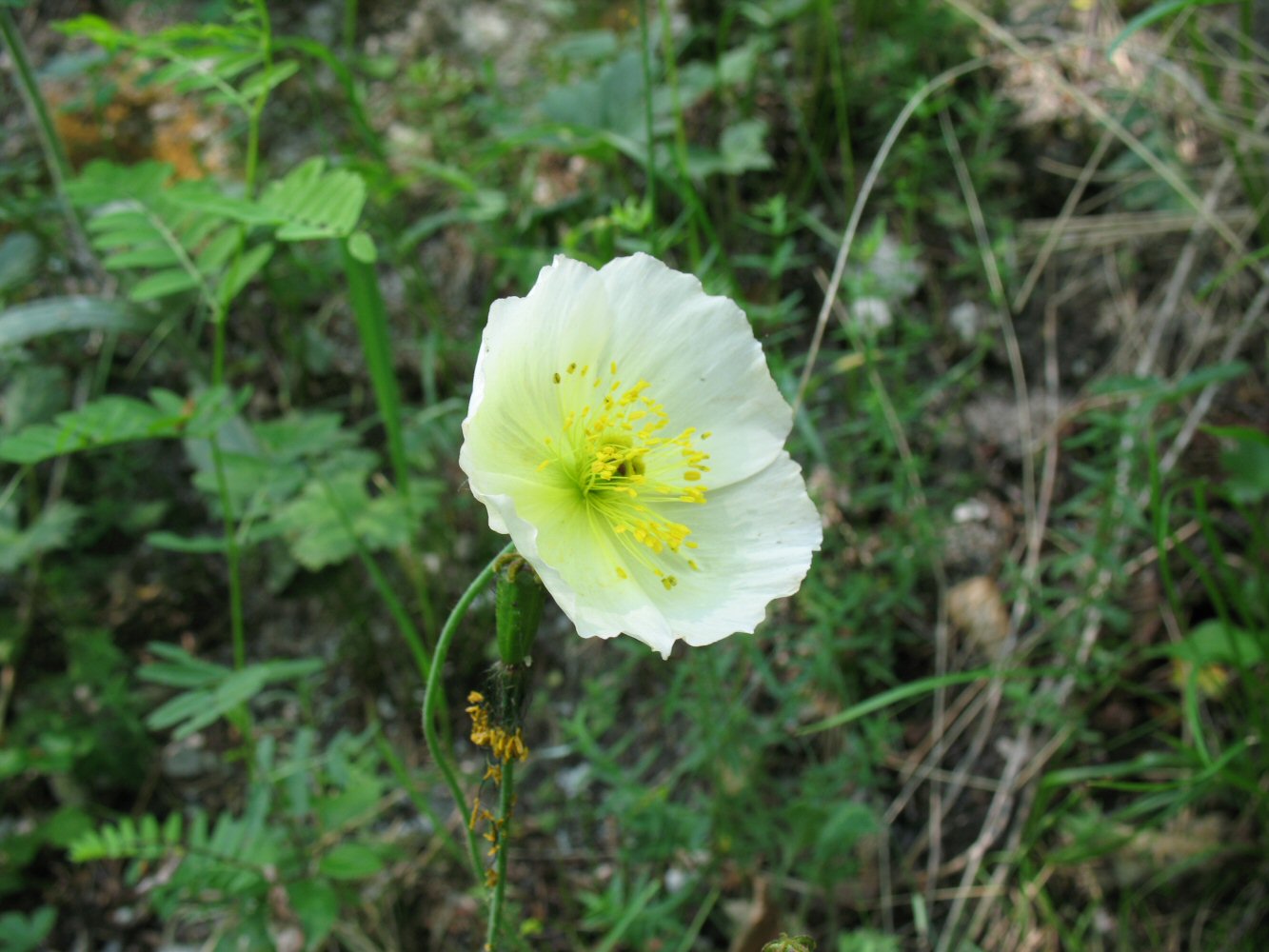 Image of Papaver turczaninovii specimen.