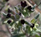 Nonea rossica. Соцветие. Белгородская обл., \"Стенки Изгорья\". 04.05.2009.