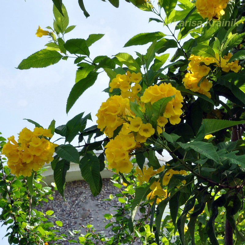 Image of Tecoma castanifolia specimen.