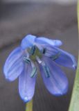 Image of taxon representative. Author is Евгений Пахомов