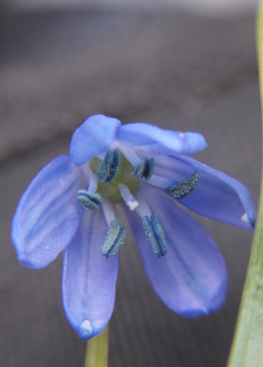 Изображение особи Scilla siberica.