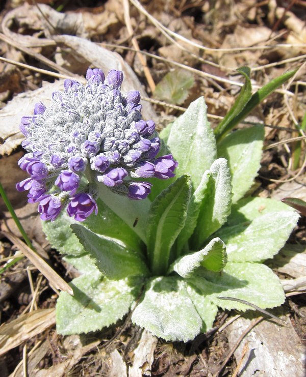 Image of Primula fistulosa specimen.