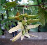 Carpinus betulus. Соплодие (плоды и листья поражены мучнисторосяным грибом Erysiphe (Uncinula) arcuata). Хорватия, Лика-Сень, Национальный парк «Плитвицкие озёра», Прошчанско озеро, берег. 05.09.2012.