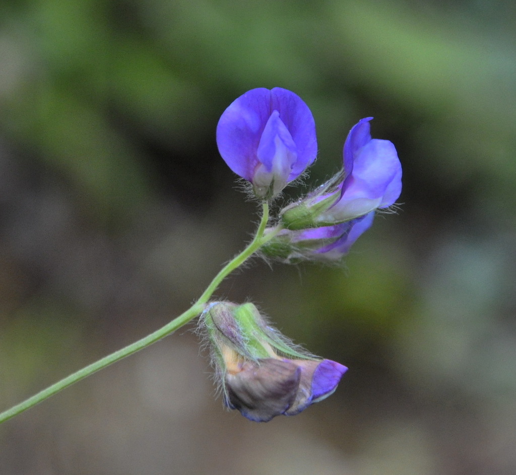 Изображение особи Lathyrus laxiflorus.