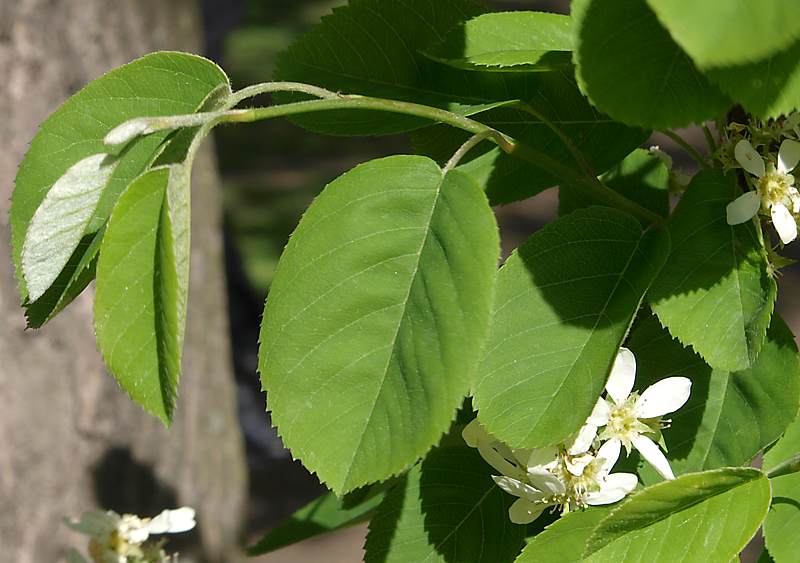 Изображение особи Amelanchier spicata.