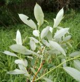 Salix triandra