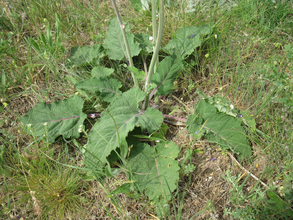 Image of Salvia nutans specimen.
