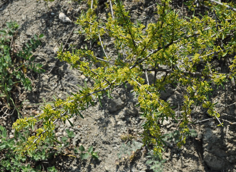 Image of Rhamnus erythroxyloides specimen.