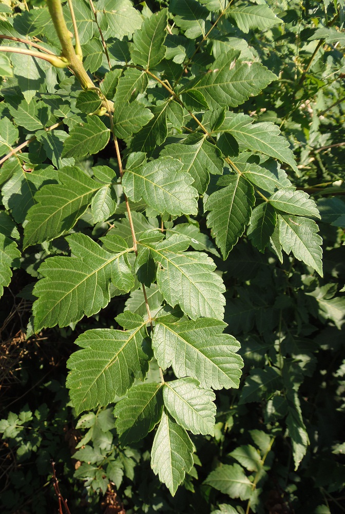 Изображение особи Koelreuteria paniculata.