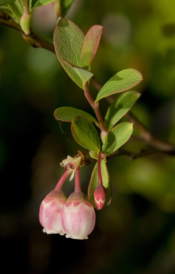 Изображение особи Vaccinium uliginosum.