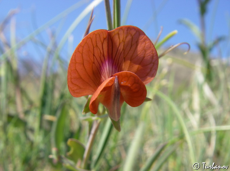 Image of Lathyrus cicera specimen.