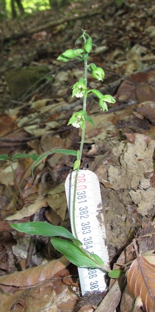 Image of Epipactis pontica specimen.