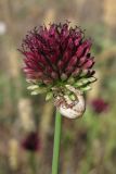 Allium sphaerocephalon