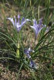 Iris tenuifolia. Цветущее растение с увядшими цветками. Южный Казахстан, южный берег оз. Кызылколь. 10.04.2013.