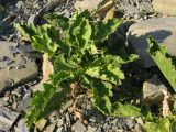 Crambe koktebelica