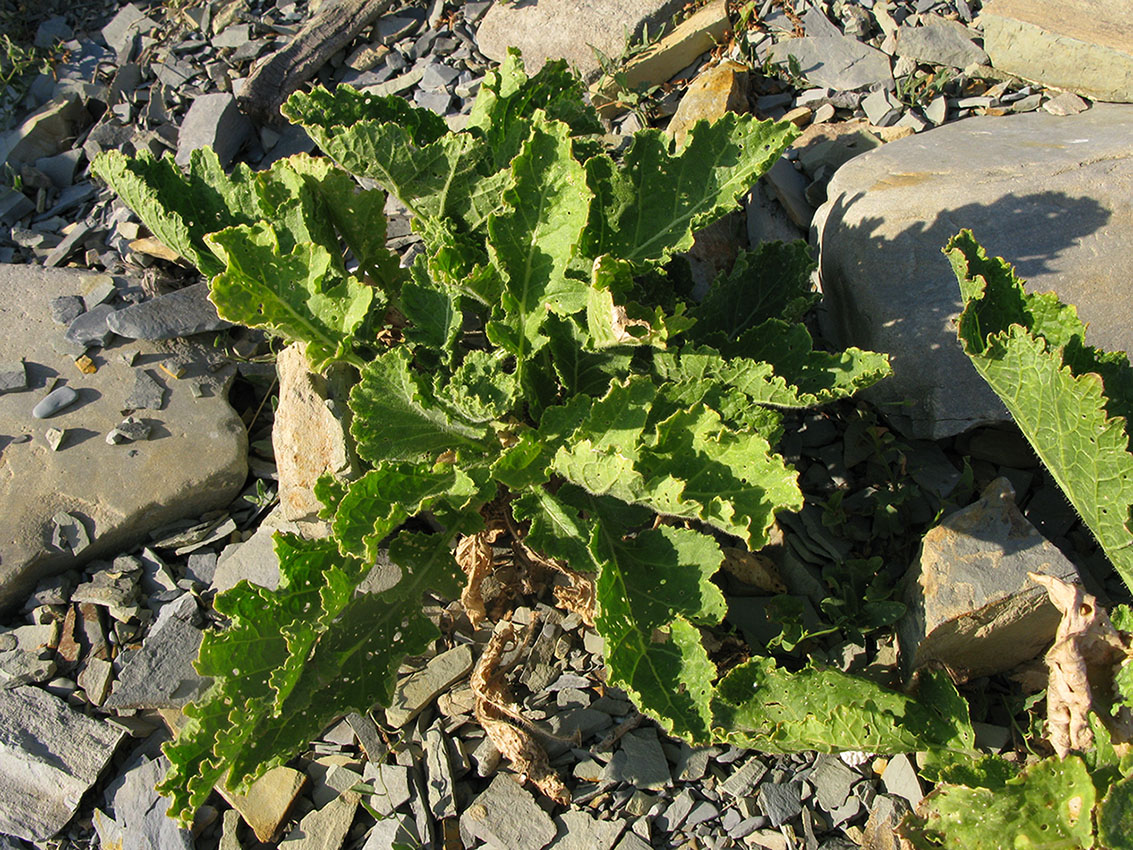Image of Crambe koktebelica specimen.