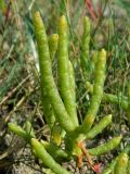 Salicornia perennans. Верхушка растения. Якутия, Мегино-Кангаласский улус, пойма р. Лены. Начало августа 2013 г.