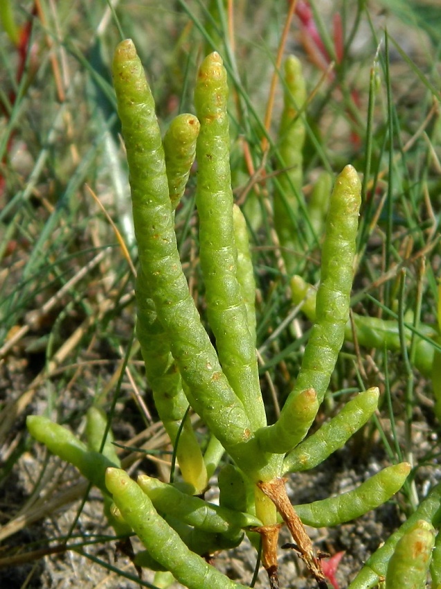 Изображение особи Salicornia perennans.